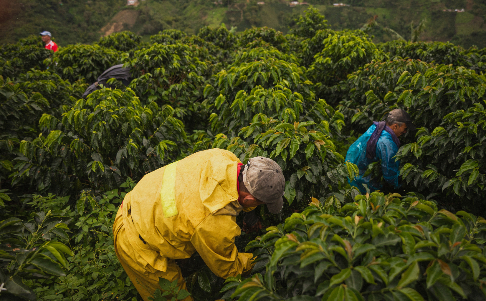 Coffee Colombia